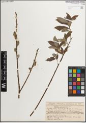 Foto von Salix muscina Dode ex Flod.